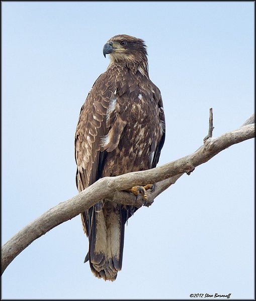 _2SB4315 immature bald eagle.jpg